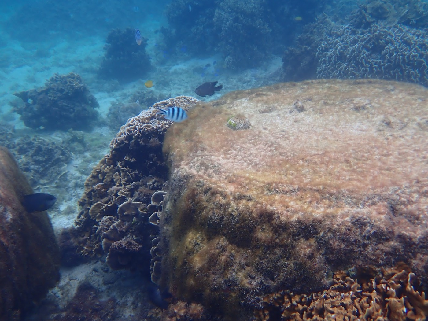 水中を泳ぐ複数の魚と、サンゴの周りに佇む大きな岩