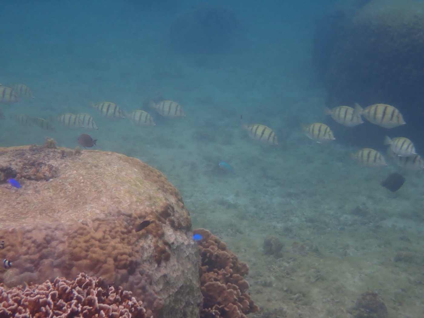 縞模様の魚の群れが水中を泳ぎ、手前にはサンゴ礁が見える