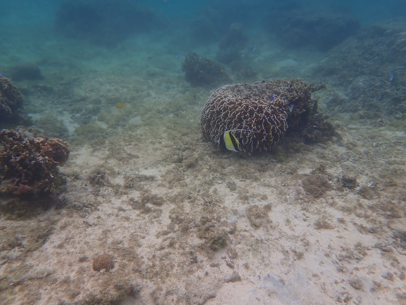 海底のサンゴの近くを泳ぐ黄色と黒の縞模様の魚