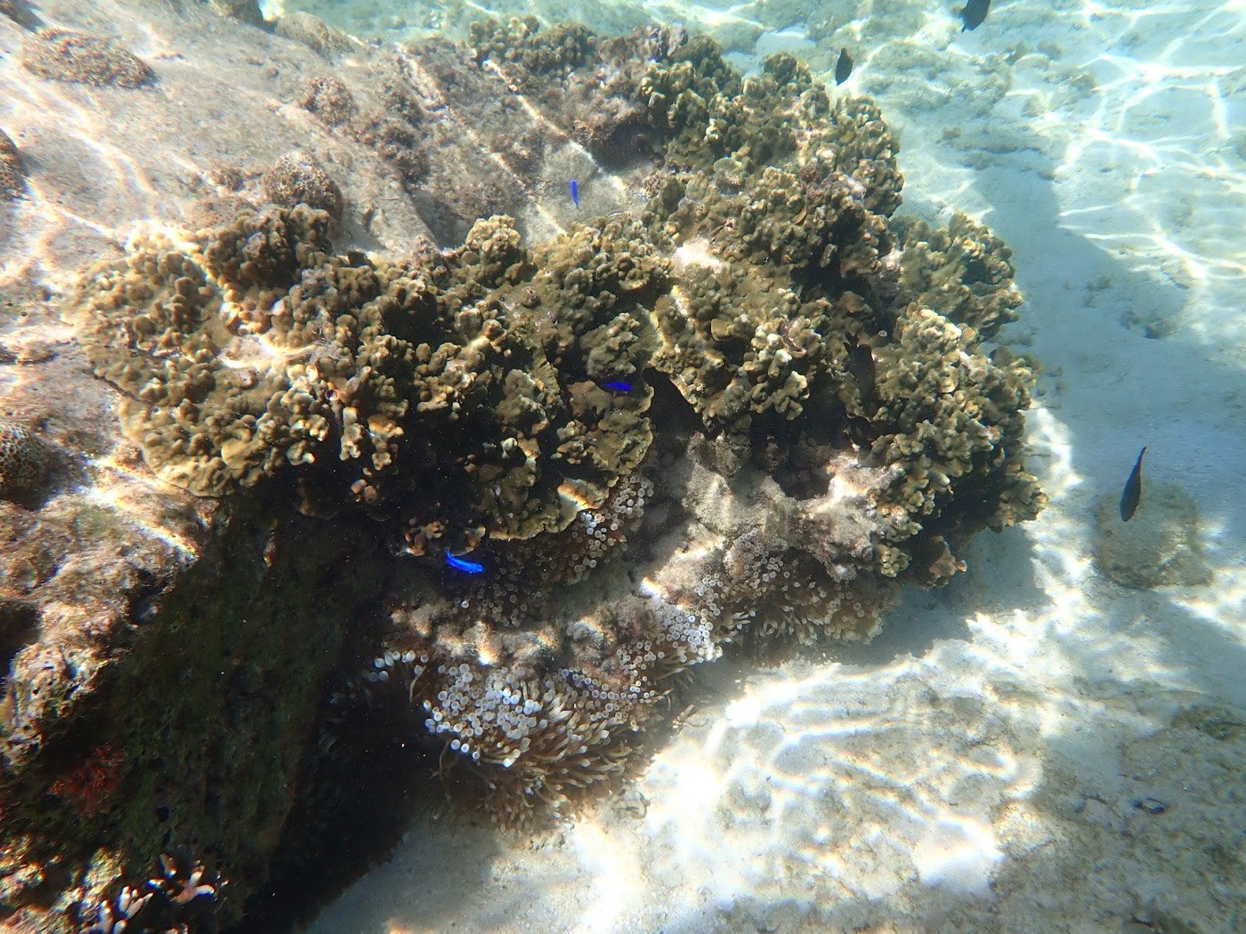天然水族感で紹介する、天然水族館の浅瀬で、太陽光が差し込むサンゴ礁と魚たち