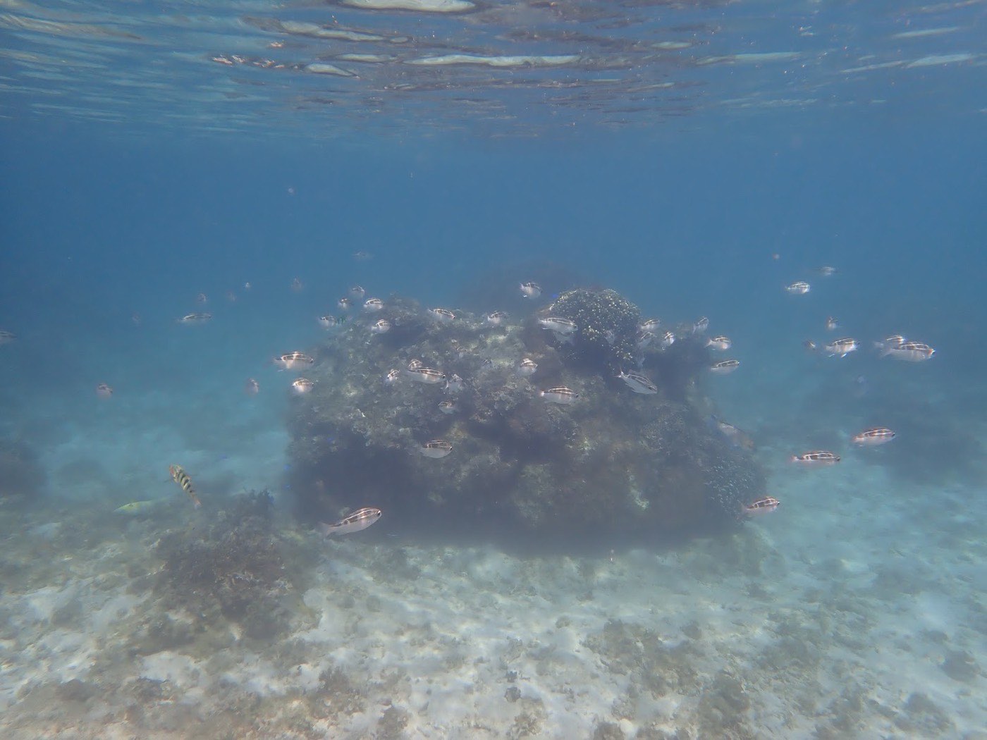 水中でサンゴの周りにたくさんの小魚が集まって泳いでいる光景