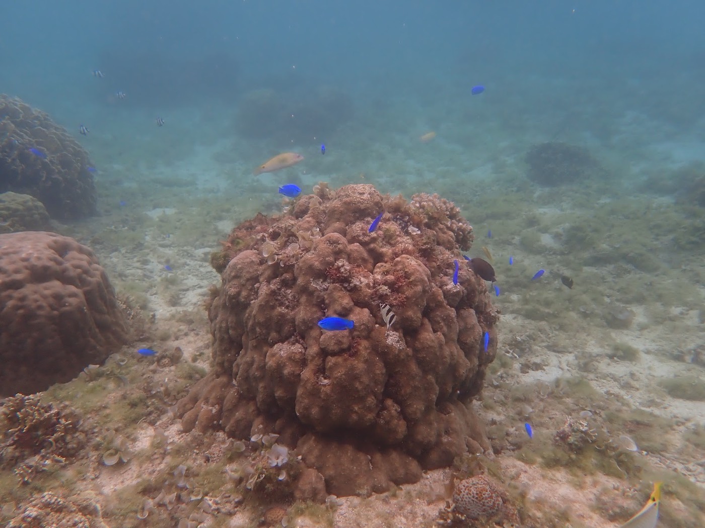 水中にぽつんと立つサンゴの塊と、その周りを泳ぎ回る青い魚たち