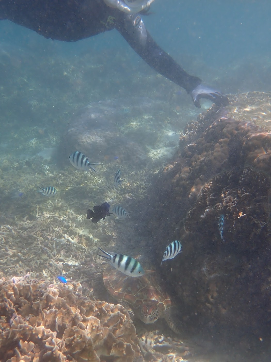 水中を楽しむ参加者と縞模様の魚たちの群れ