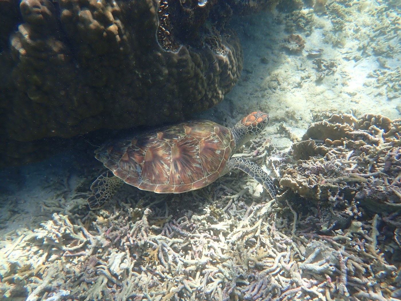 サンゴの間に隠れるウミガメと海底のサンゴ