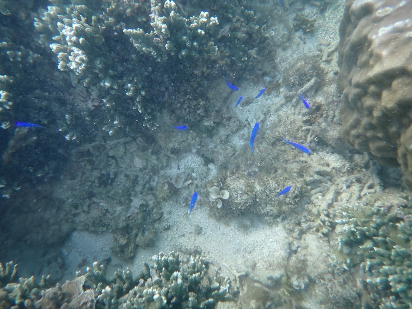沖のリーフ付近で、青い魚の群れが泳ぐ水中の様子