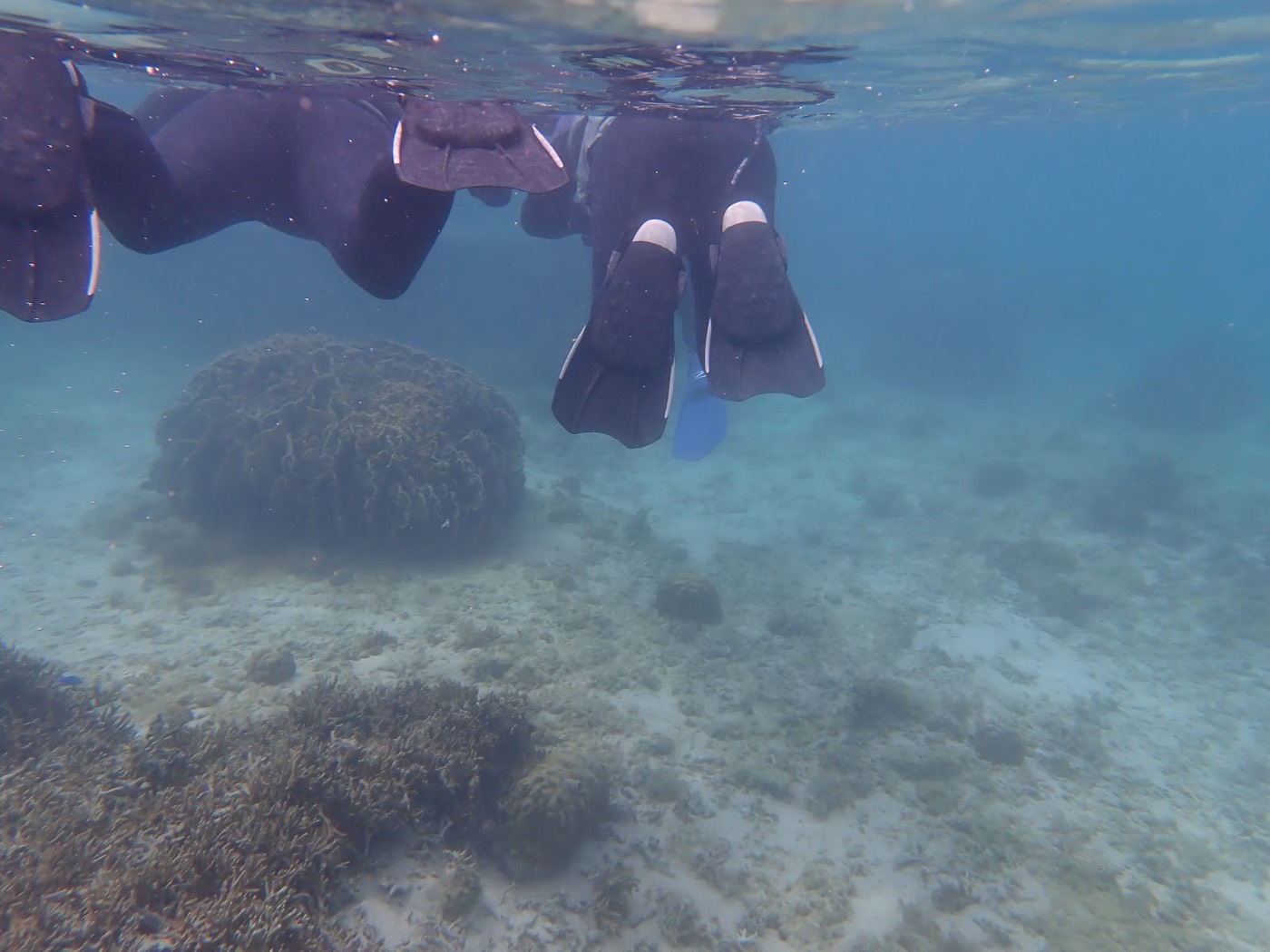 水中に浮かぶシュノーケルフィンをつけた人々の足