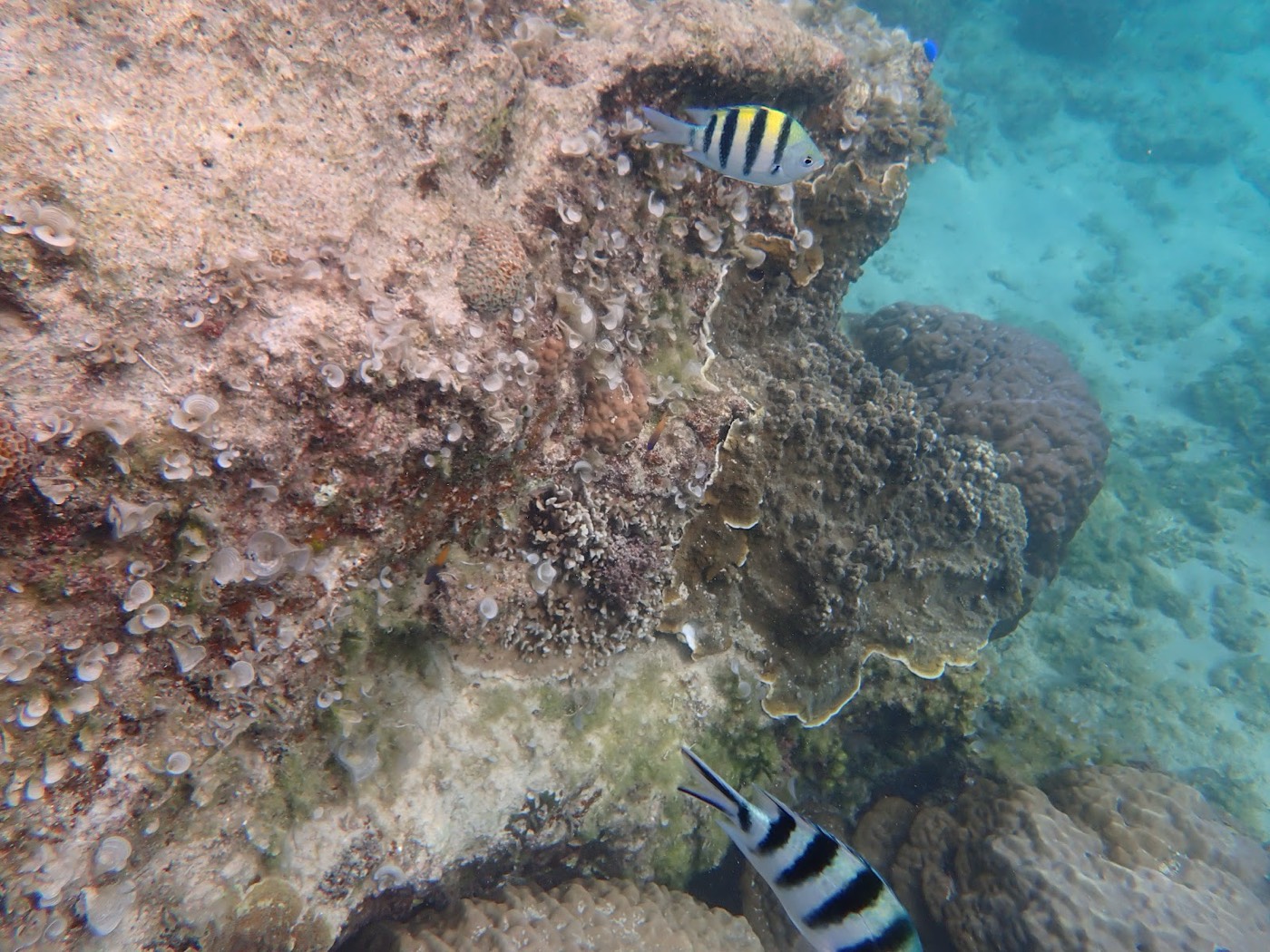 海底の岩場とサンゴの周りを泳ぐ縞模様の魚