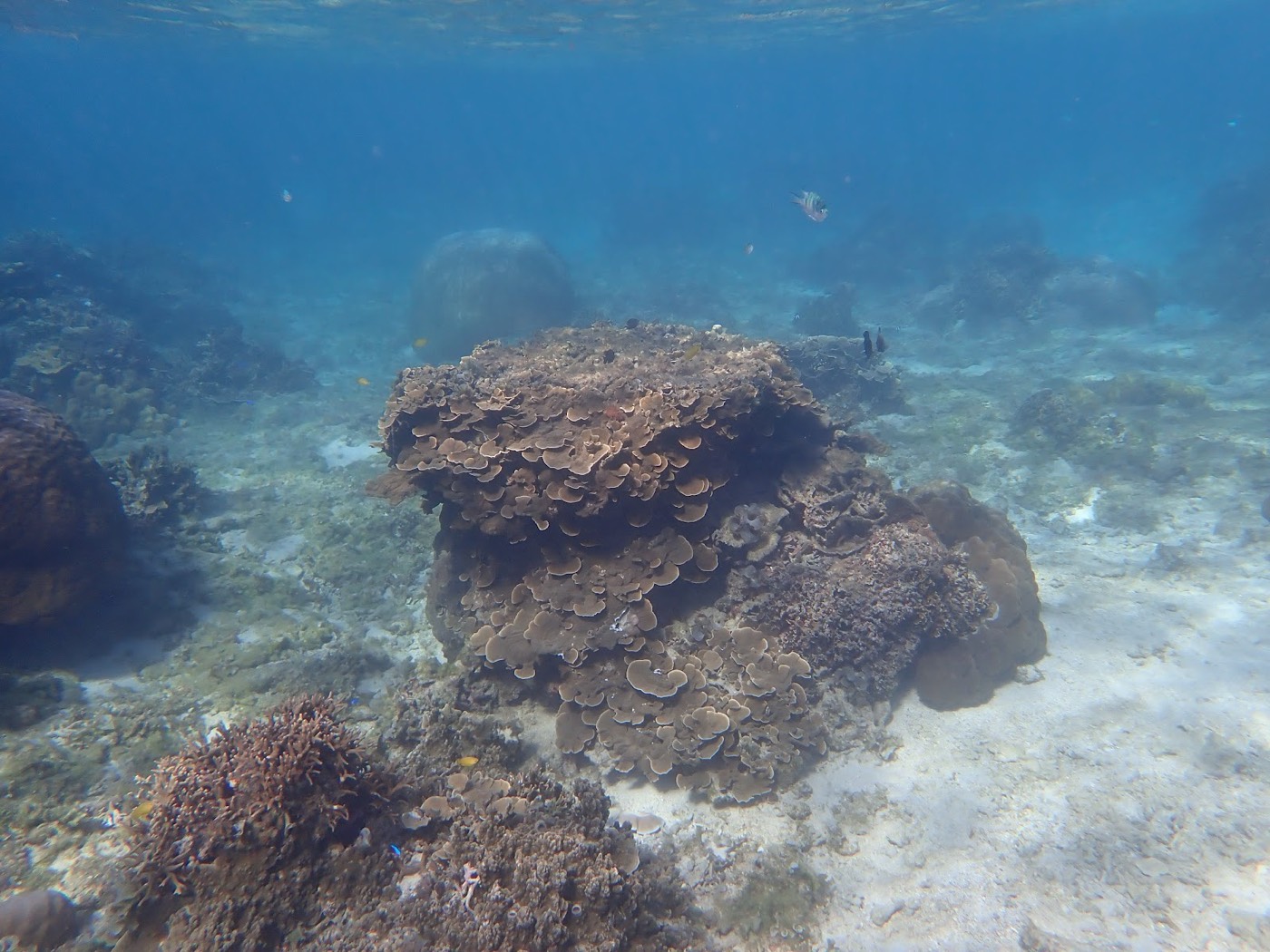 天然水族感で紹介する、水面と水中の境目が写る、広大なサンゴ礁と岩場の水中風景。天然水族館のようだ