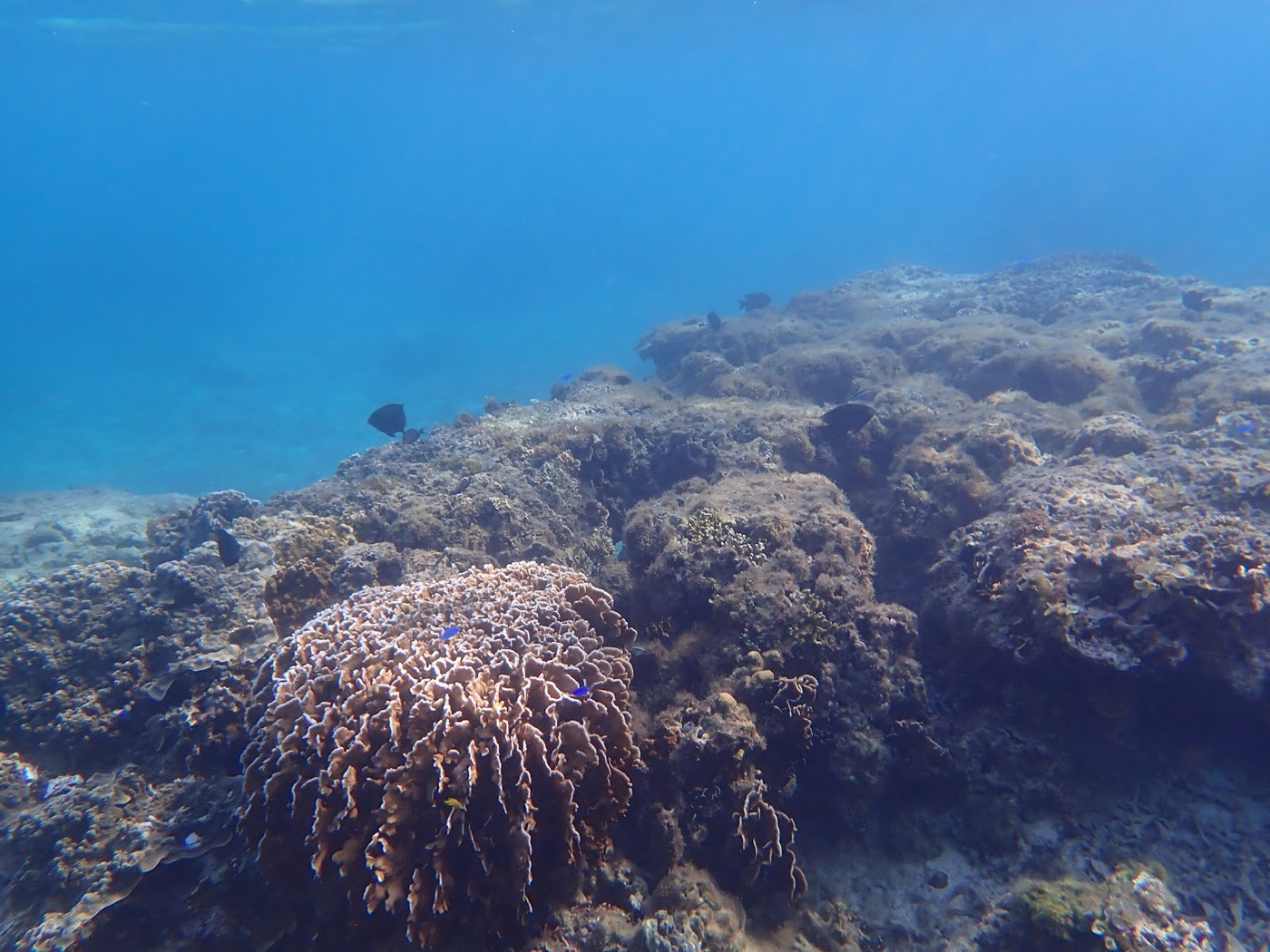 明るい海底に広がるサンゴ礁と岩場。水面から光が差し込んでいる