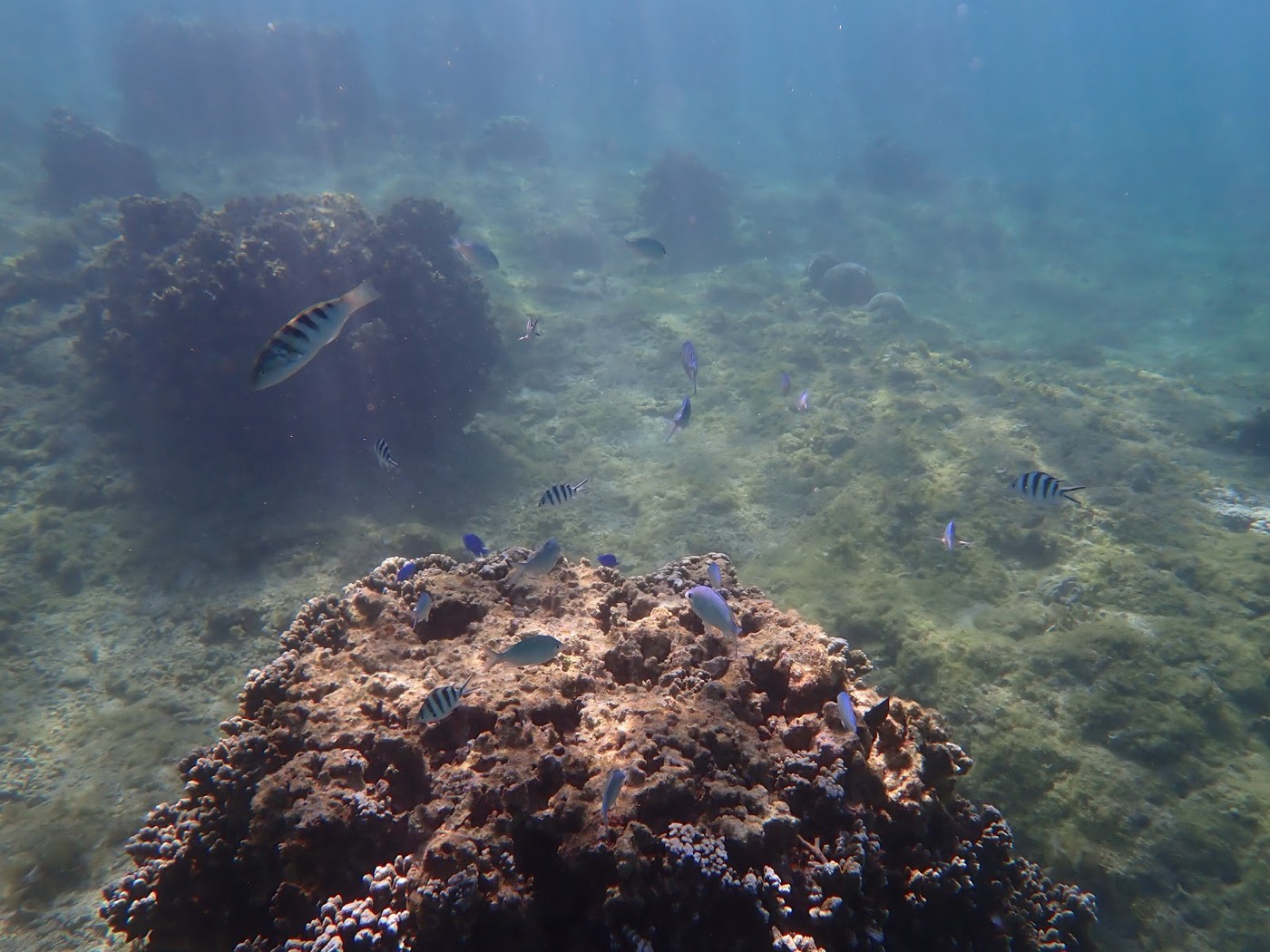 海底に広がるサンゴ礁の周りを、多くの魚が群れて泳ぐ水中風景