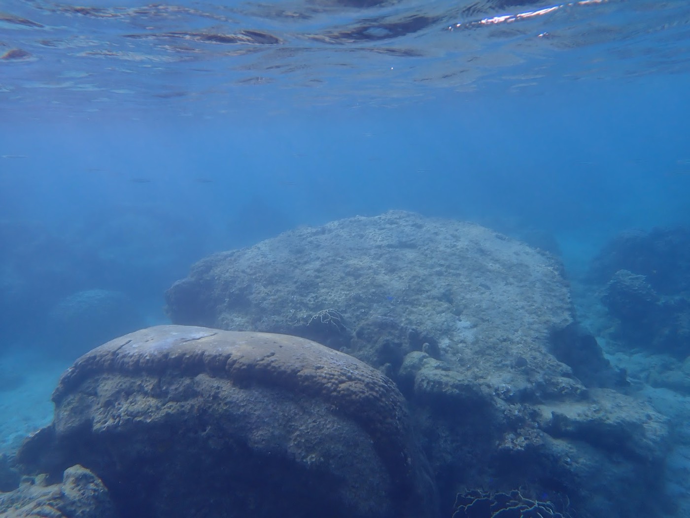 水面近くから見下ろした海底の岩礁と、その周りを泳ぐ魚
