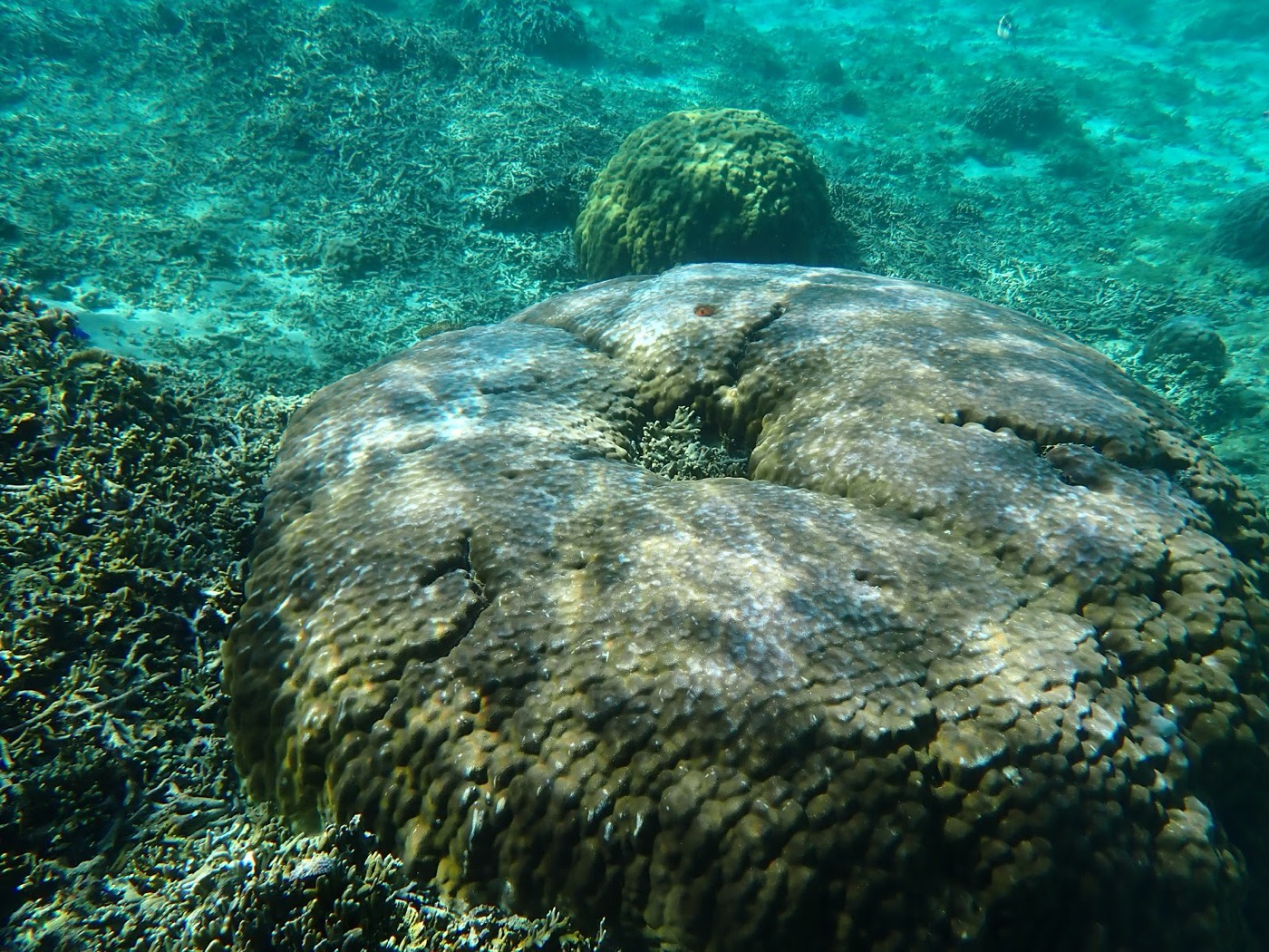 広い海底に天然水族感の巨大なサンゴが横たわり、小さなサンゴが点在する