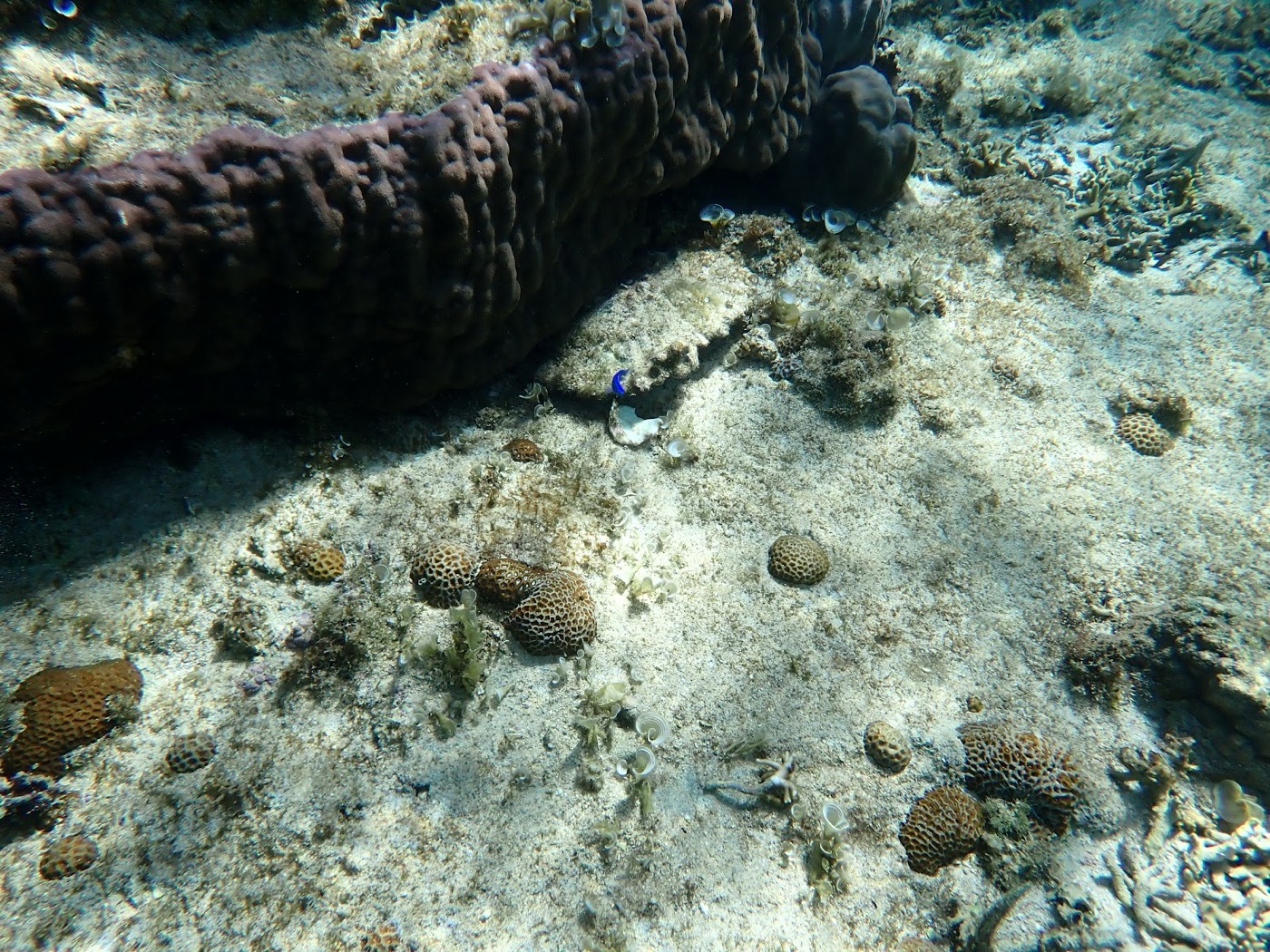 海底の砂地にナマコと点在する丸いサンゴ、大きな岩影