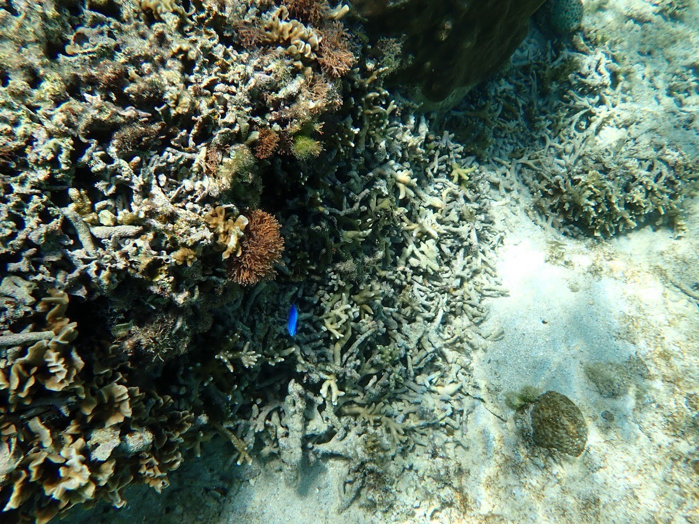 多様な種類のサンゴが密集する海底の風景、青い小魚が泳ぐ