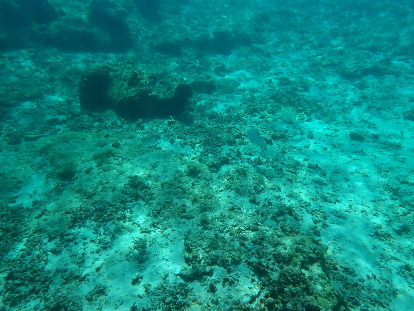 広がる海底に砂地とわずかなサンゴ、静かな水中の風景