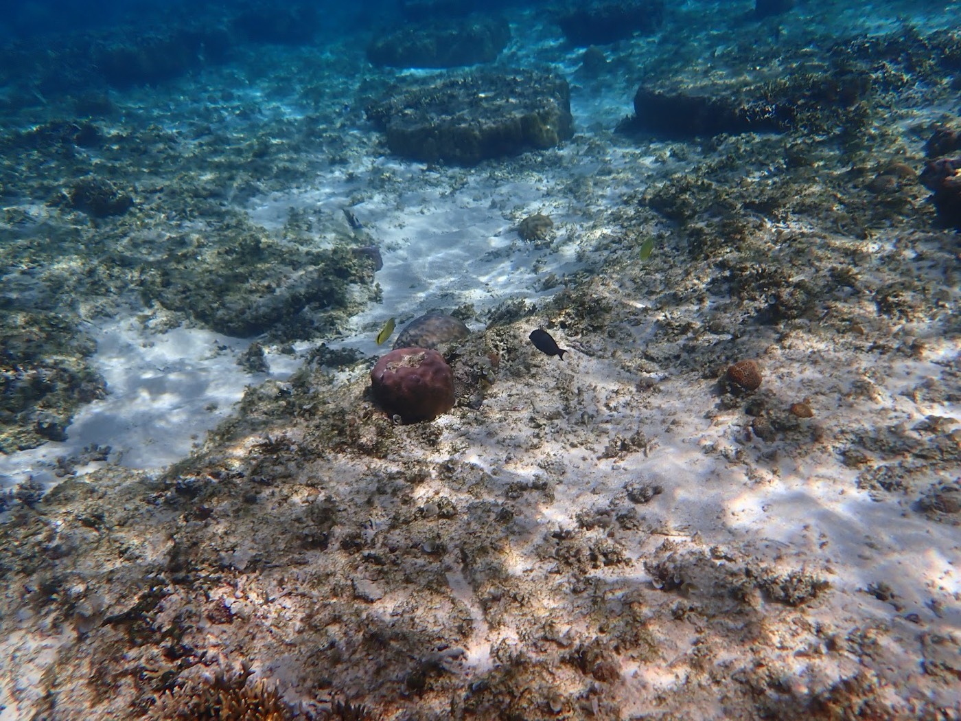 広大な海底に点在するサンゴ礁と白い砂地、上方には青い水面が見える天然水族感の景色