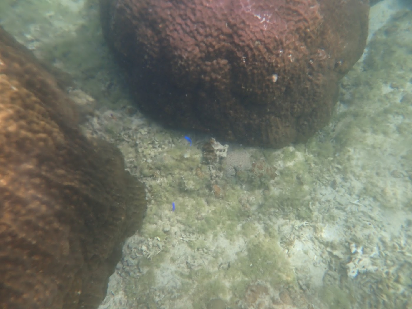 海底の大きな岩礁と砂地の間に、小さな青い魚が泳ぐ様子