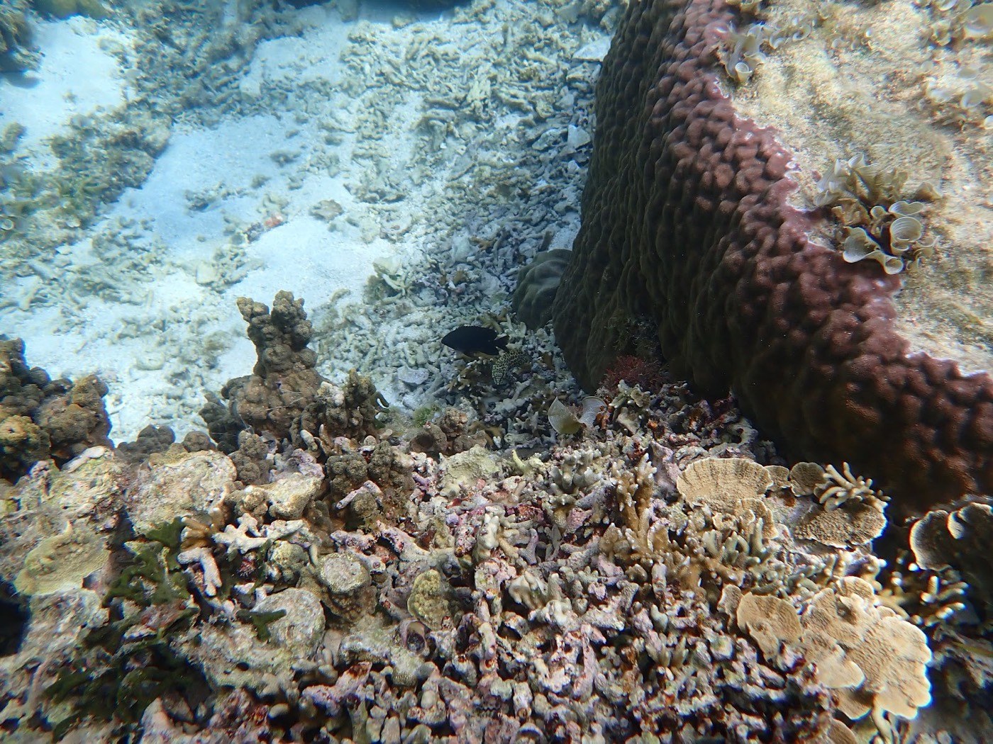 様々なサンゴと岩礁が広がる海底で、小さな黒い魚が隠れている様子