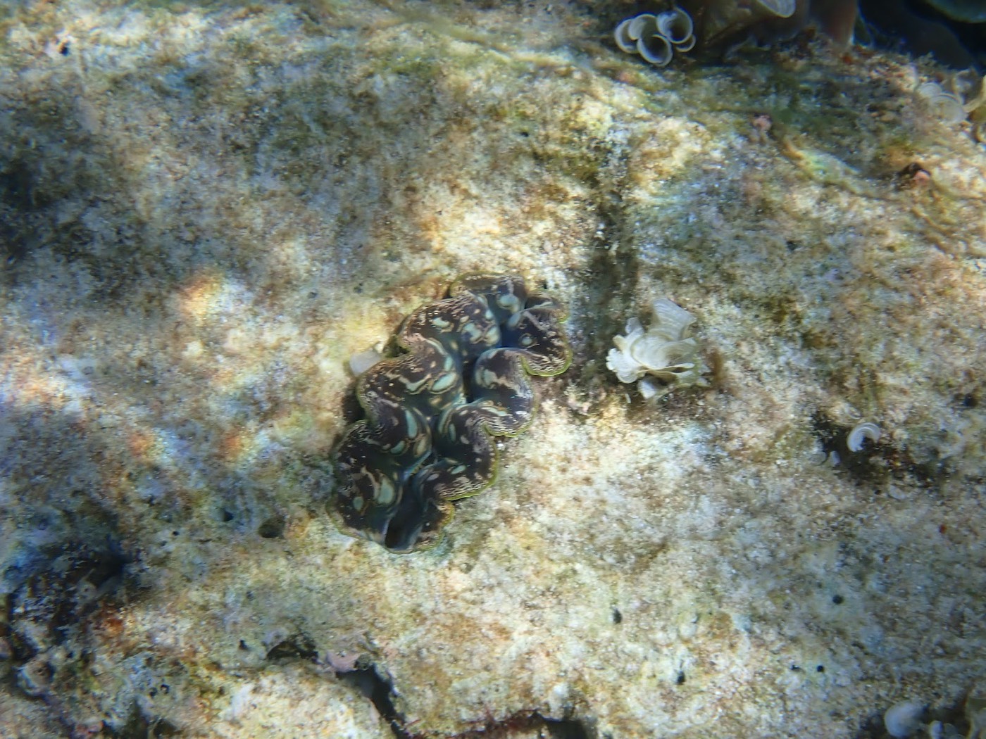 白い砂地に横たわる大きなシャコガイと、周りの海藻、光が差し込む海底