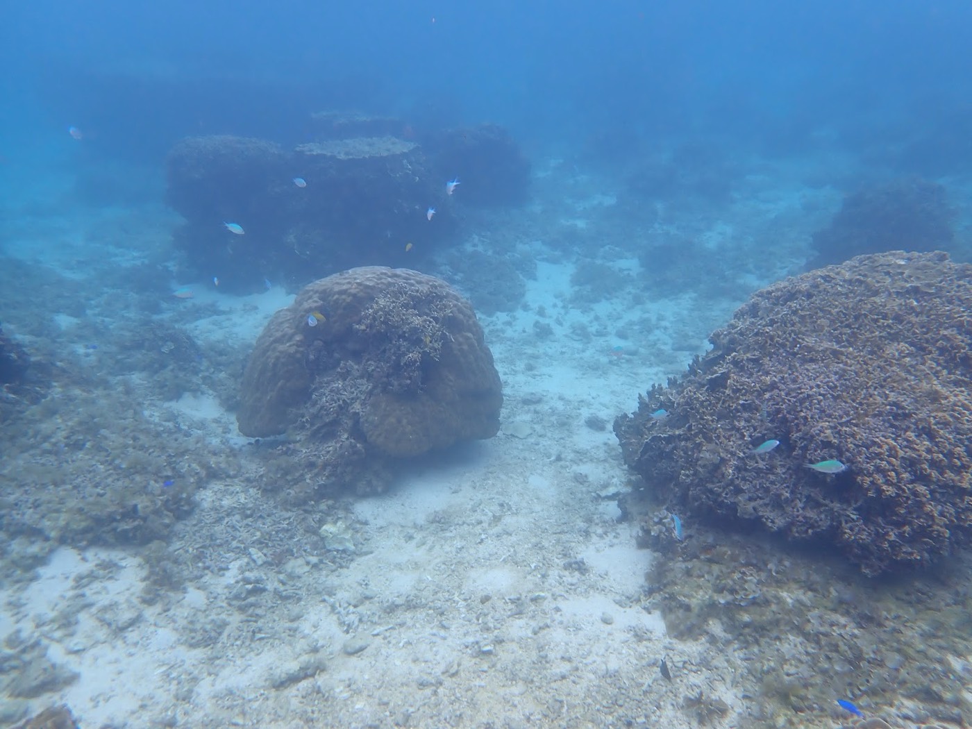 天然水族感で紹介する、水底の砂地に大きなサンゴ礁が点在する水中景観、まるで天然水族館