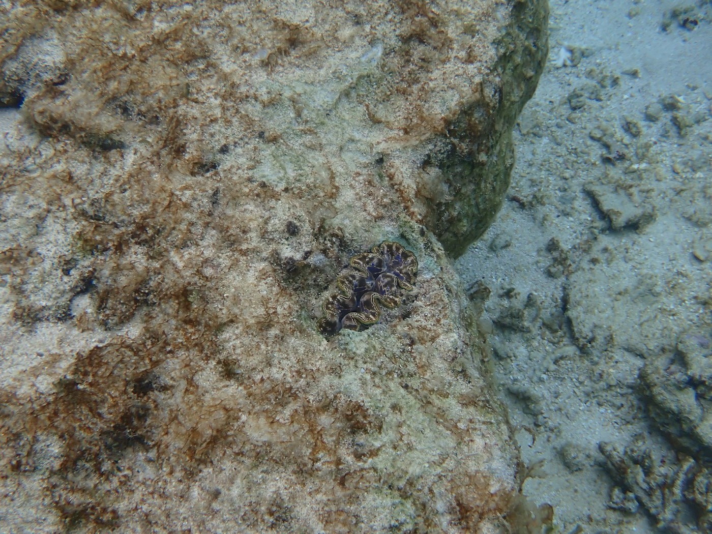 水底の砂地で黒い魚たちが泳ぎ、水面には細かい波紋が広がる