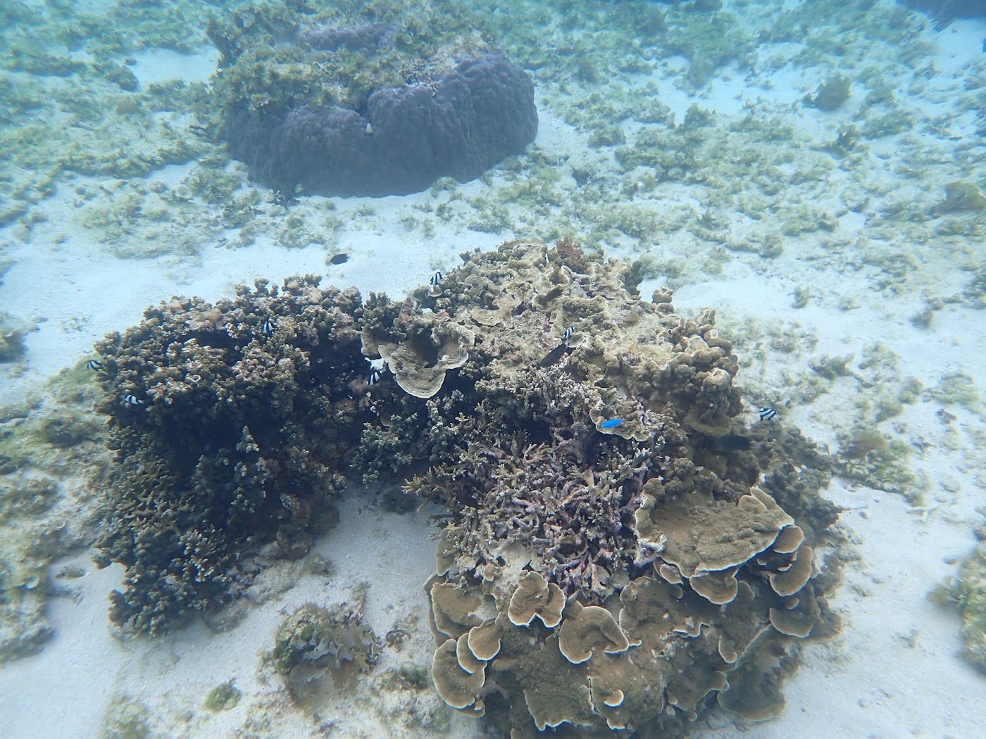 水底に色々な形のサンゴが広がり、その間を小さな魚が泳ぐ水中景観
