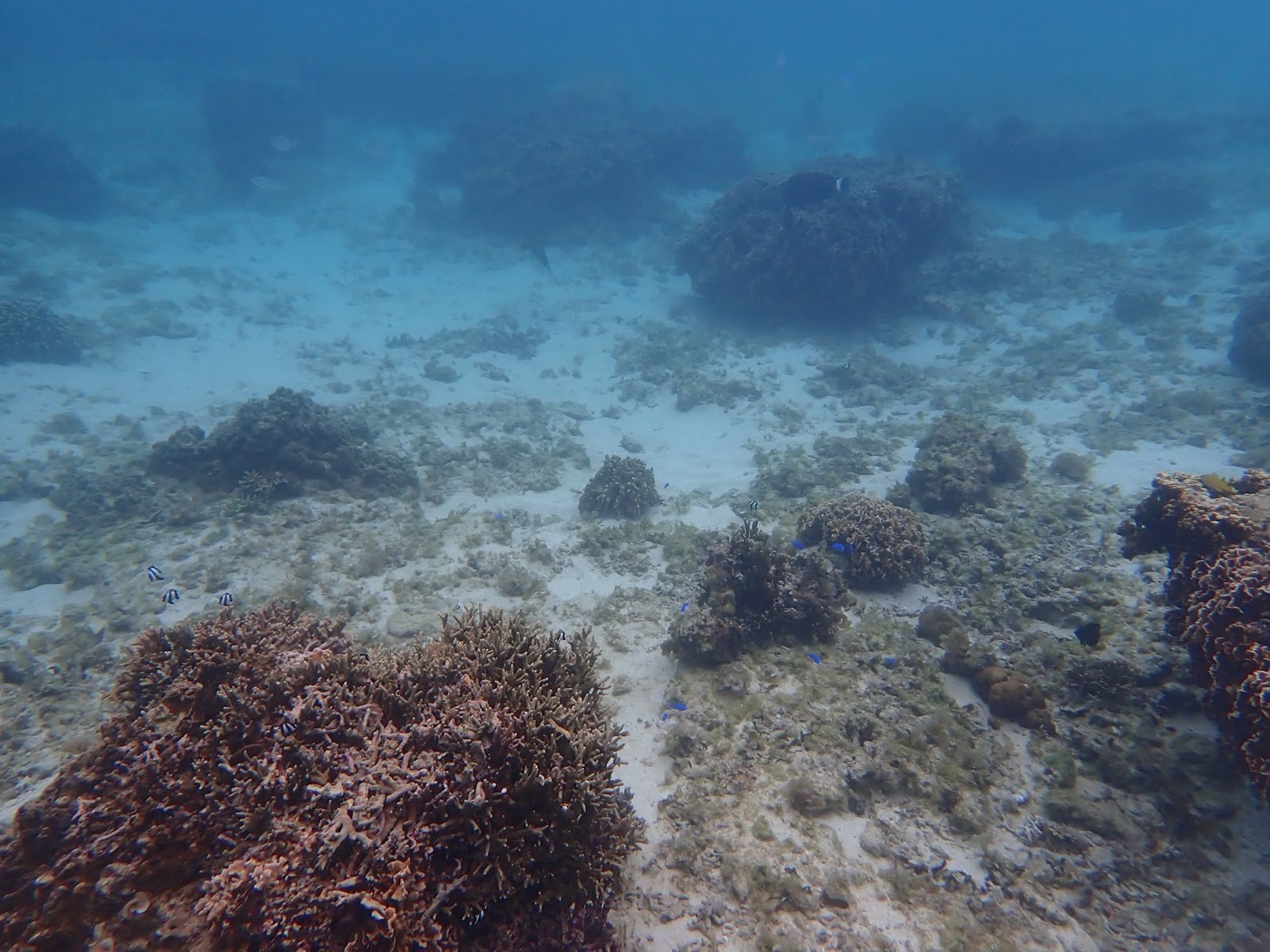 海底に広がる色とりどりのサンゴ礁と、その周りを泳ぐ小さな魚たち