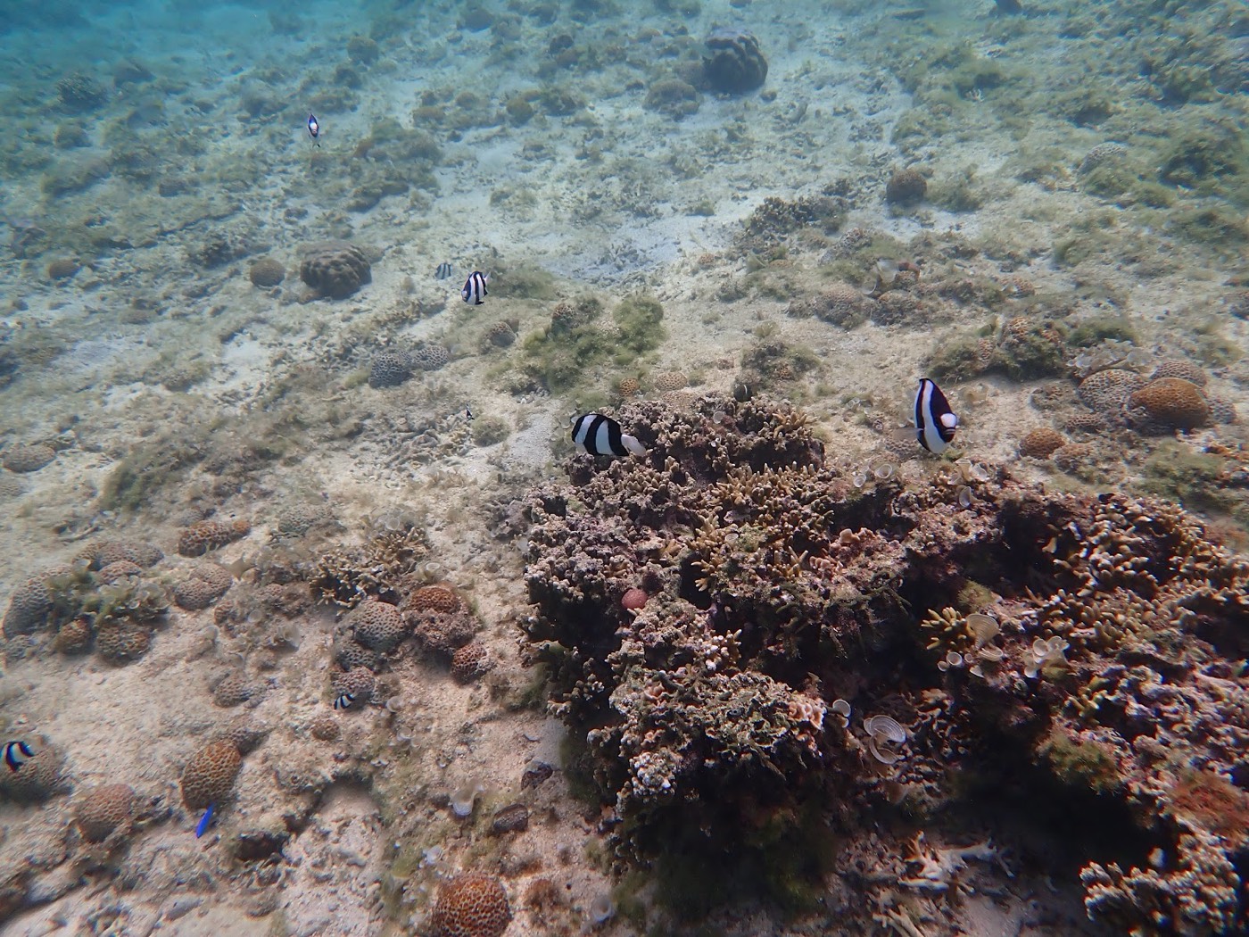 海底に広がるサンゴ礁と縞模様の魚たち