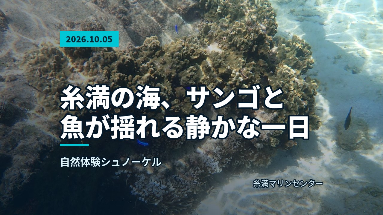 浅瀬で、太陽光が差し込むサンゴ礁と魚たち