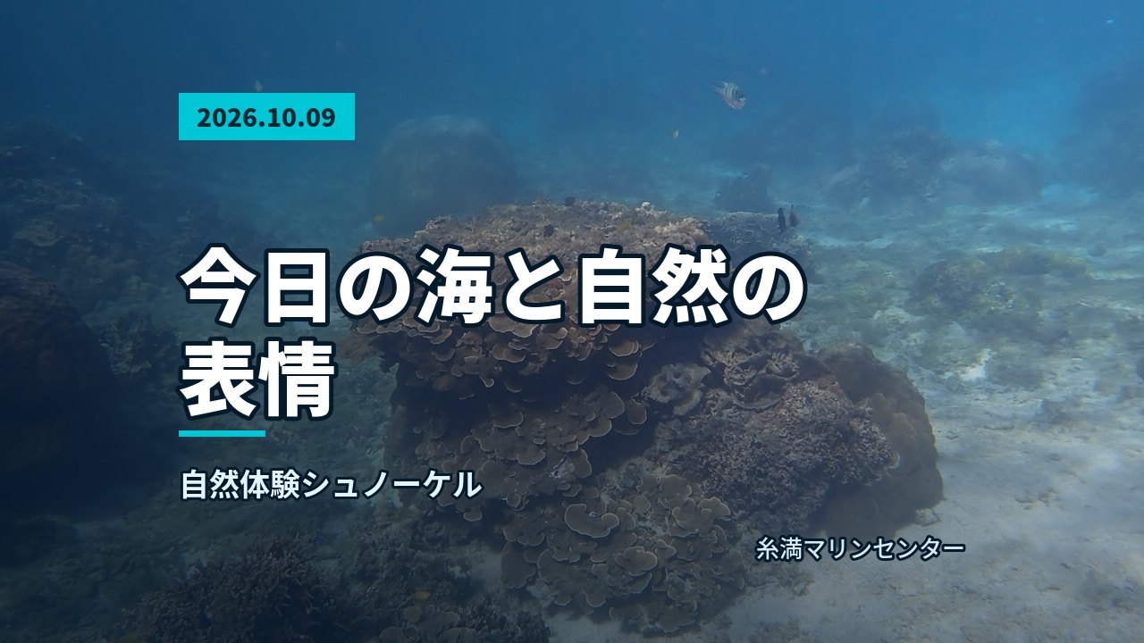 水面と水中の境目が写る、広大なサンゴ礁と岩場の水中風景。ようだ