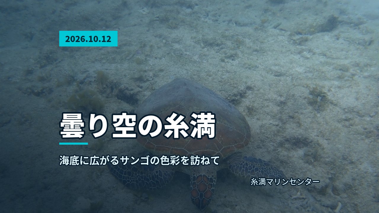 海底の砂地に着地しているウミガメの正面からのクローズアップ