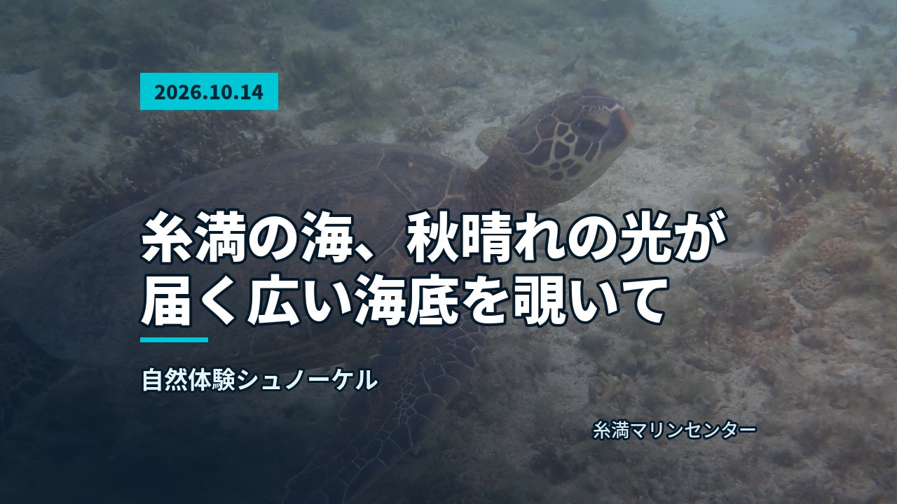 ような広大な海底をゆったり泳ぐウミガメ
