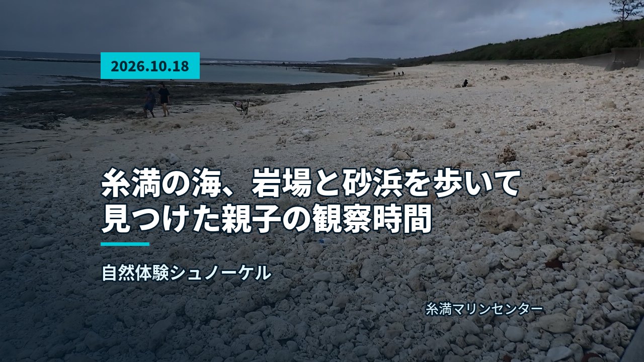 あふれる曇り空の下、岩場と白い砂浜が広がる風景。遠くに自然体験シュノーケルする人物が小さく見える